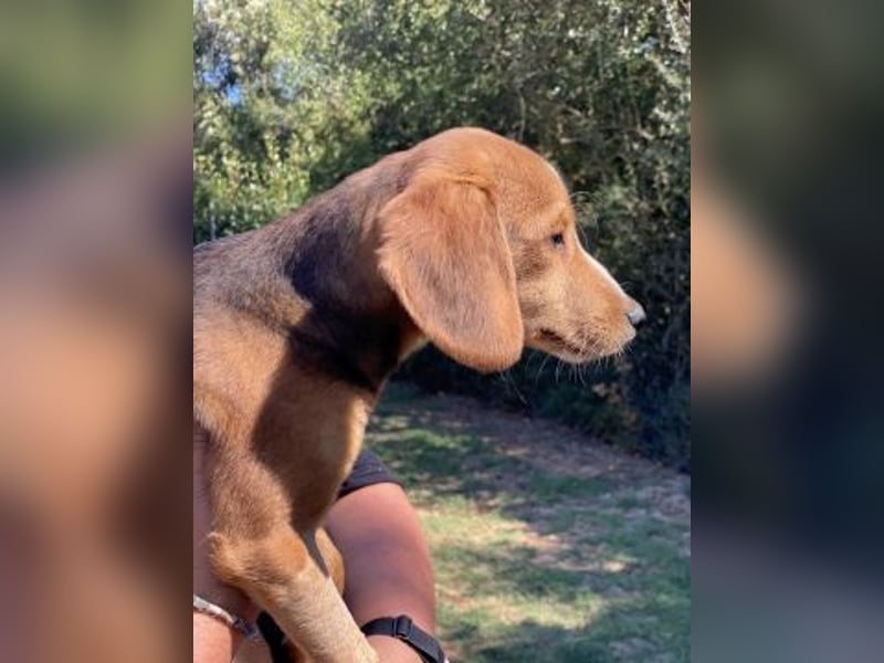 Finn – ein kleiner Kerl mit ganz großem Charme