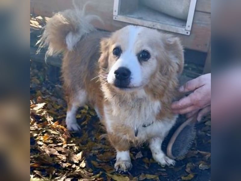 Dream Team Johnny und Max suchen gemeinsames Zuhause