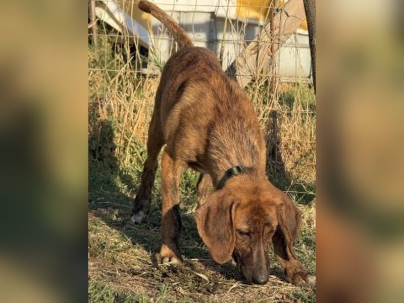 Bazil - kleiner Hundemann auf der Suche nach dem Glück