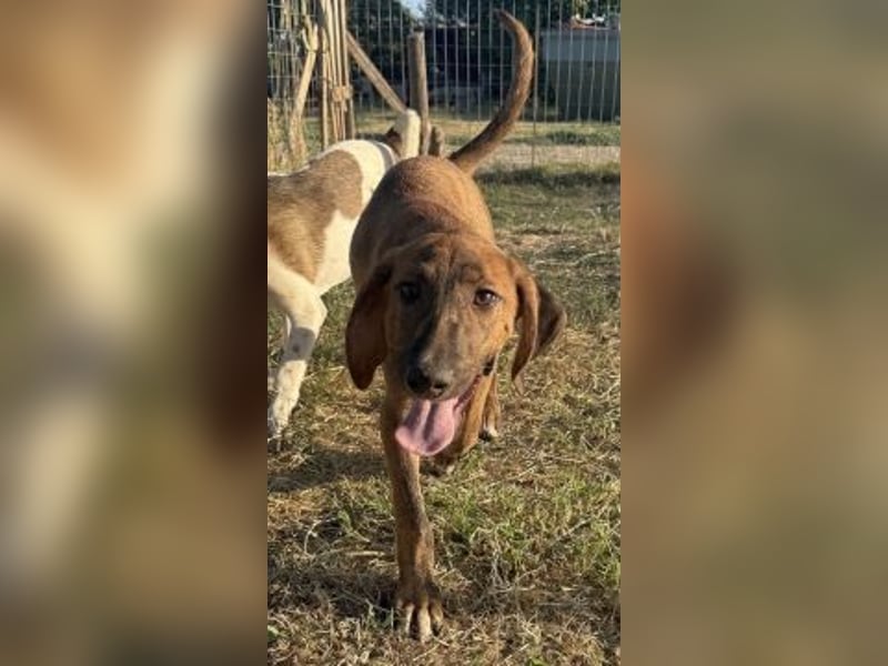 Bazil - kleiner Hundemann auf der Suche nach dem Glück