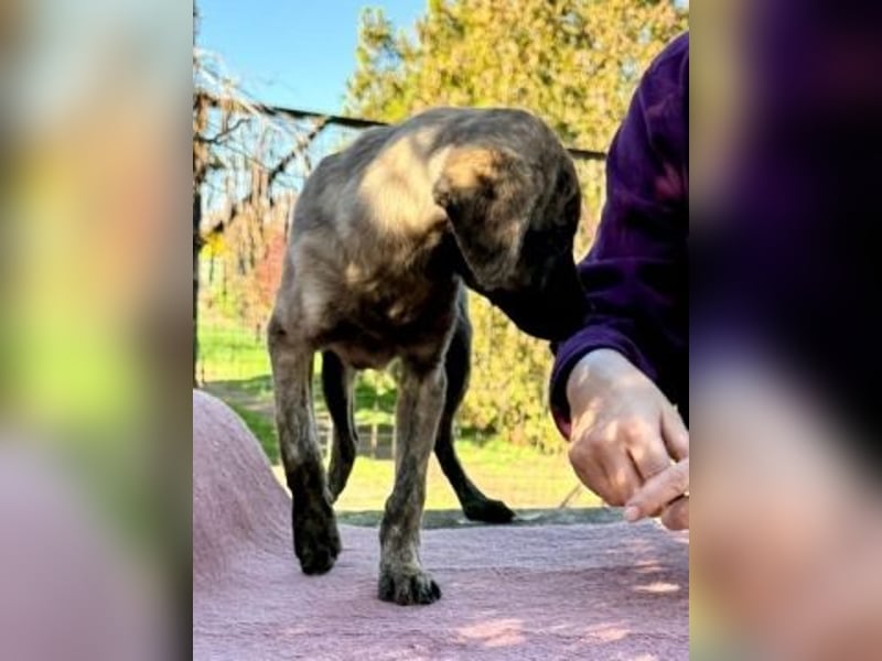 Enzo - kleiner Straßenjunge mit großem Herzen