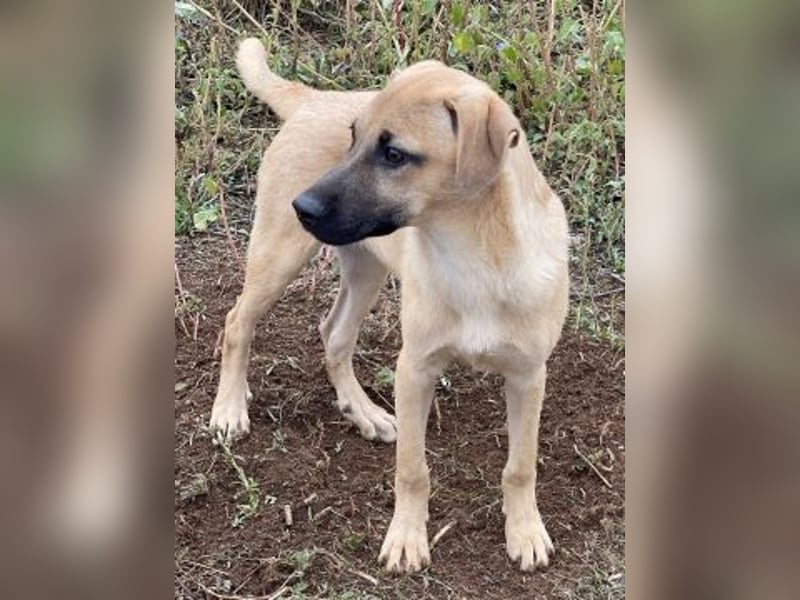 Erica - kleine Schmusebacke sucht Familienanschluss