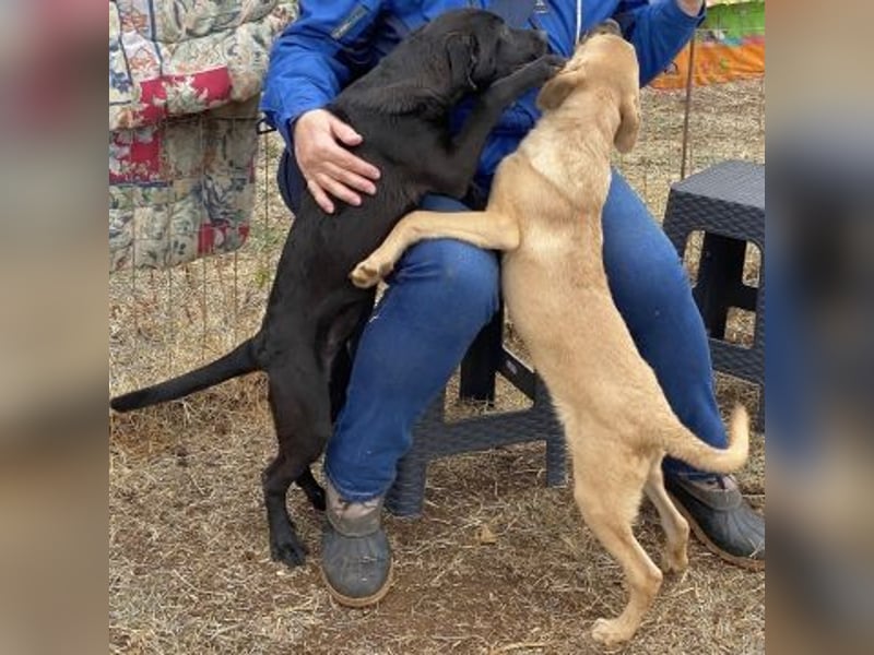 Erica - kleine Schmusebacke sucht Familienanschluss