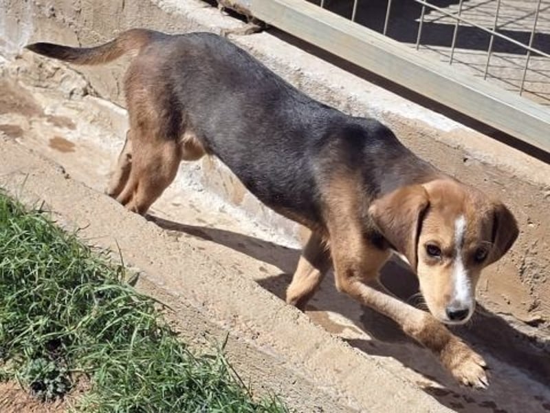 Finn – ein kleiner Kerl mit ganz großem Charme