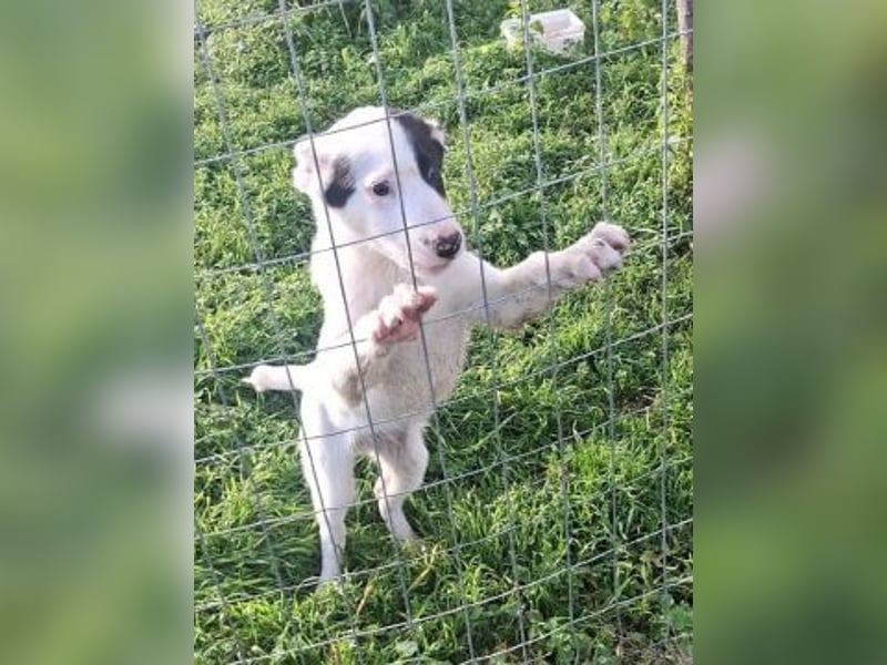 Scooby Doo - neugieriger Hundebub sucht liebevolles Zuhause