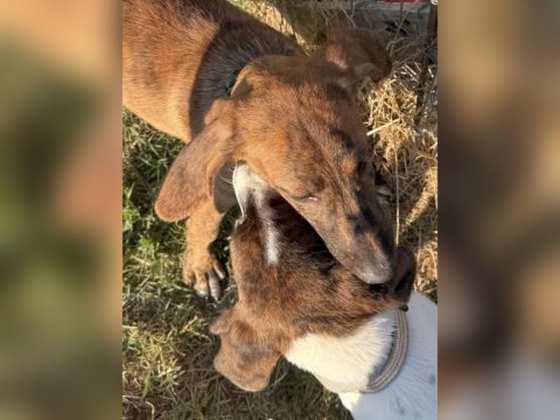 Bazil - kleiner Hundemann auf der Suche nach dem Glück