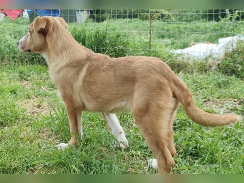 Hundekind Norman sucht Zuhause für immer