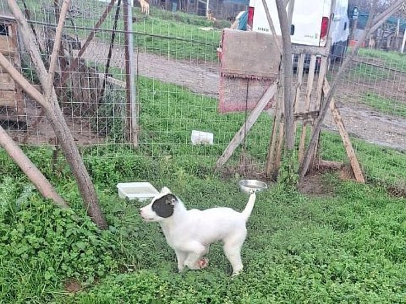 Scooby Doo - neugieriger Hundebub sucht liebevolles Zuhause