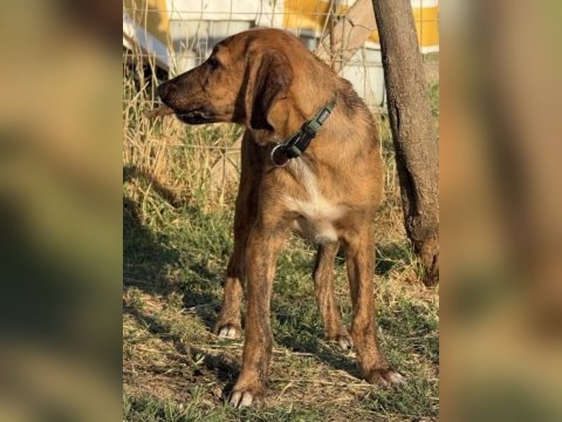 Bazil - kleiner Hundemann auf der Suche nach dem Glück