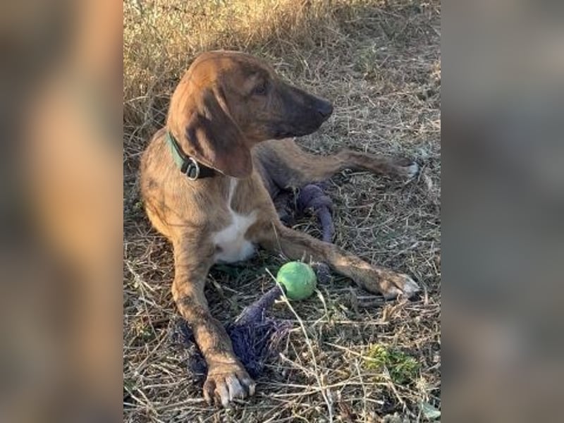 Bazil - kleiner Hundemann auf der Suche nach dem Glück
