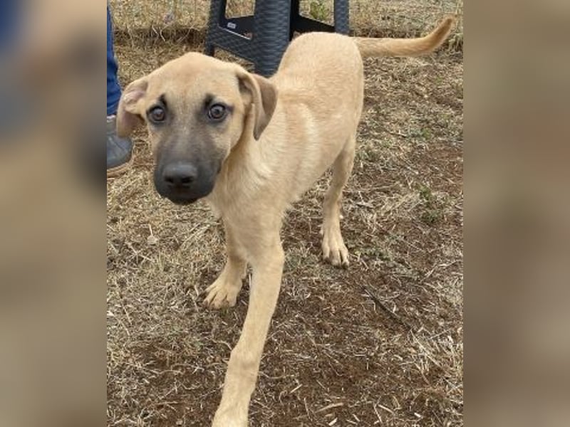 Erica - kleine Schmusebacke sucht Familienanschluss