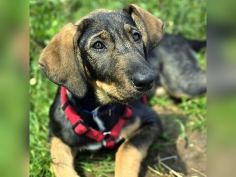 Romy - Bracken-Mix-Mädchen sucht Familie