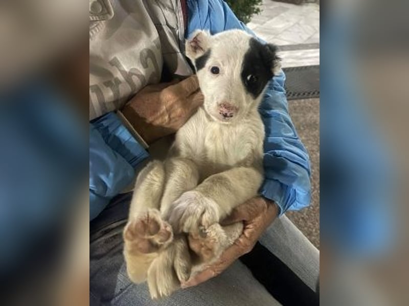 Scooby Doo - neugieriger Hundebub sucht liebevolles Zuhause