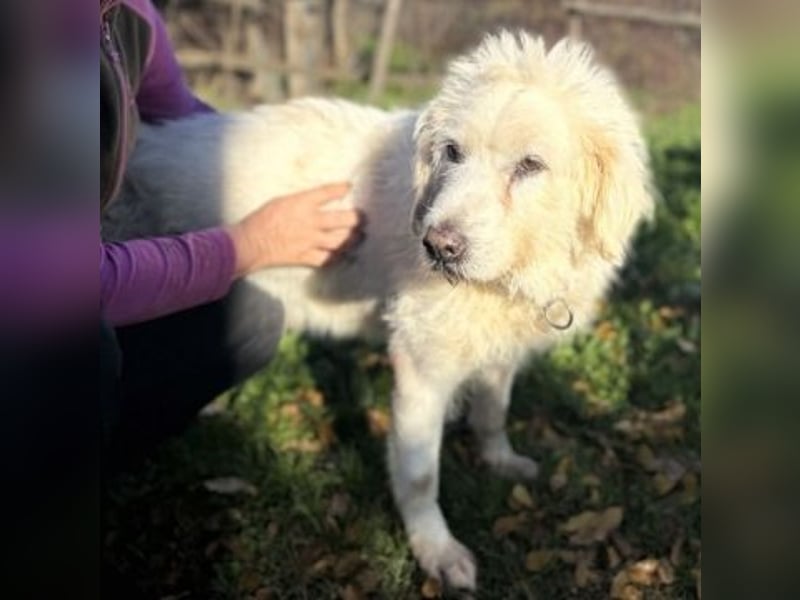 Dream Team Johnny und Max suchen gemeinsames Zuhause