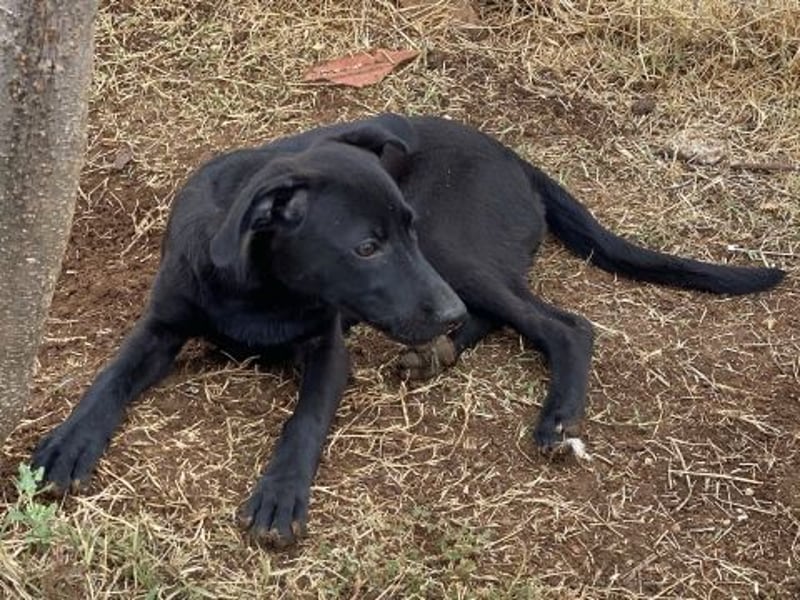 Eroica - ein Herz auf 4 Pfoten sucht ihre Familie Eroica - ein Herz auf 4 Pfoten sucht ihre Familie