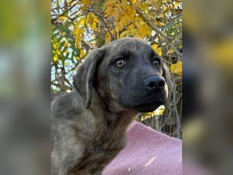 Enzo - kleiner Straßenjunge mit großem Herzen