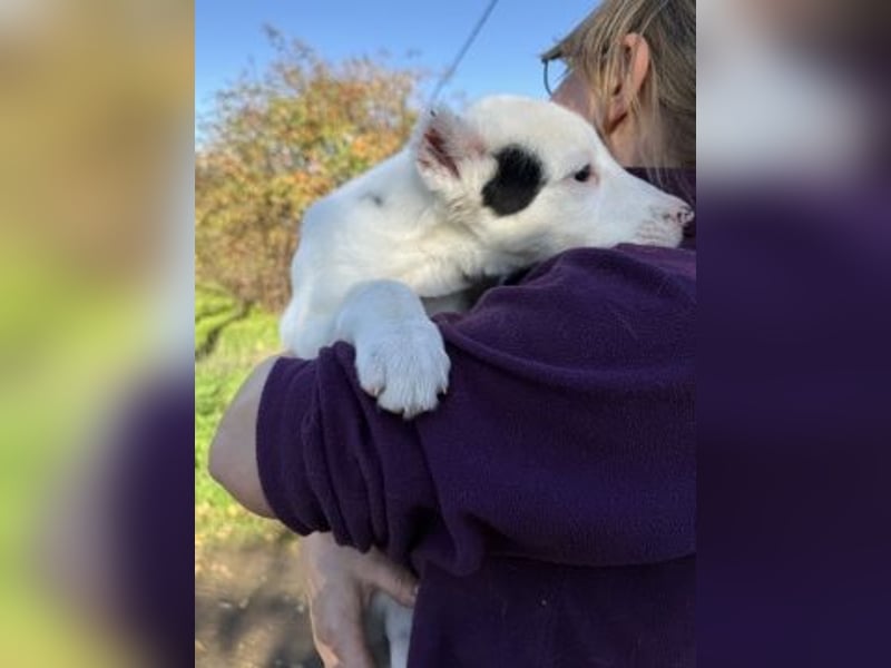 Scooby Doo - neugieriger Hundebub sucht liebevolles Zuhause