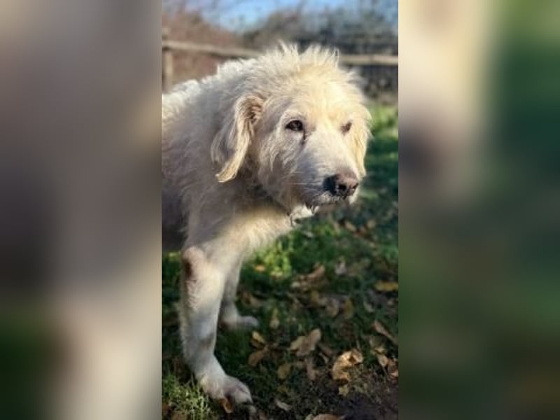 Dream Team Johnny und Max suchen gemeinsames Zuhause