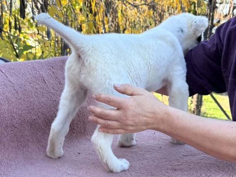 Scooby Doo - kleiner Kerl wird ein feiner grosser