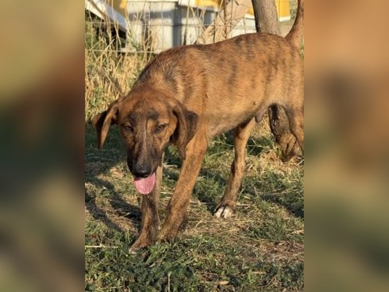 Bazil - kleiner Hundemann auf der Suche nach dem Glück