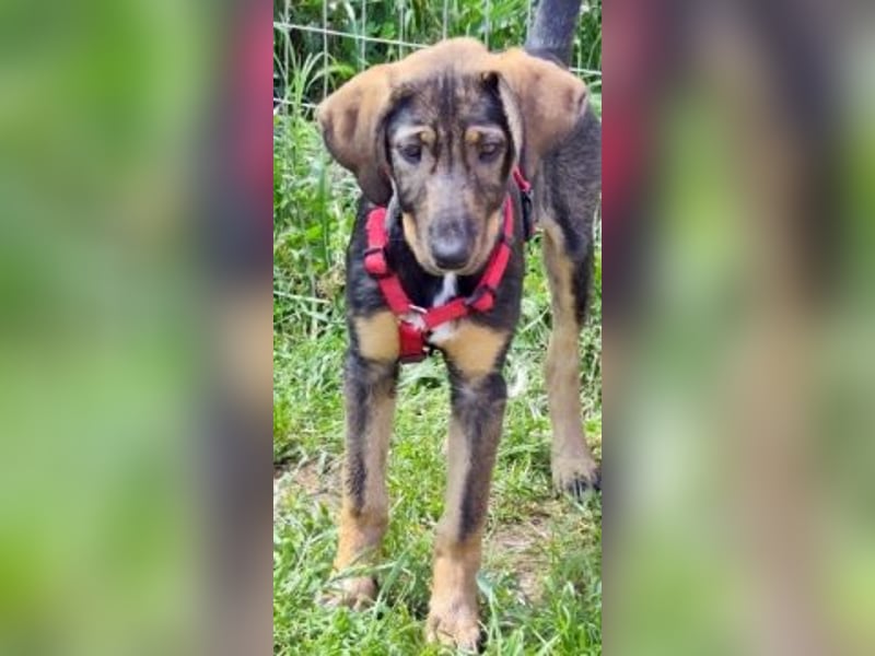 Romy - freundliches Bracken-Mix-Mädchen sucht ihre Familie