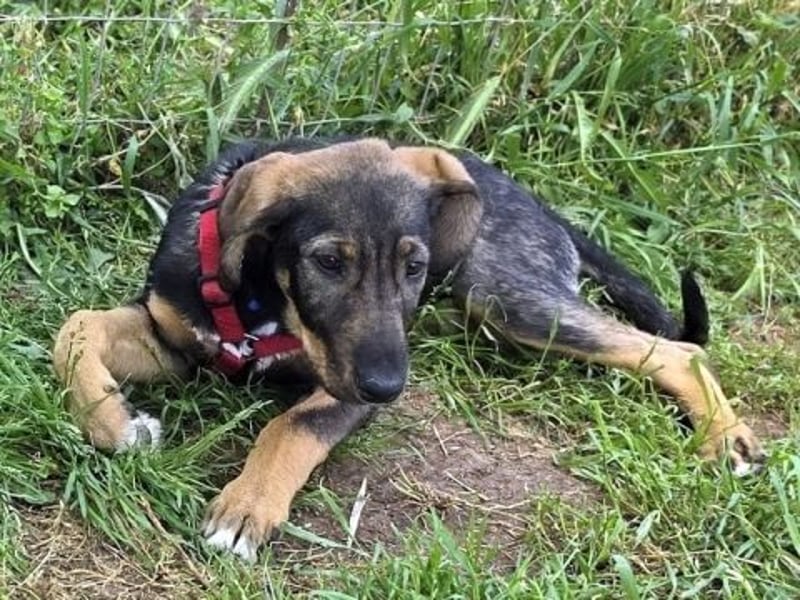 Romy - freundliches Bracken-Mix-Mädchen sucht ihre Familie