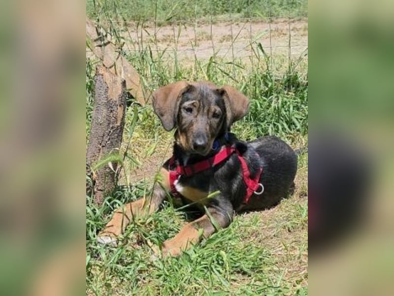 Romy - freundliches Bracken-Mix-Mädchen sucht ihre Familie
