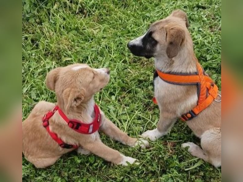 Freundlicher Norman sucht Zuhause für immer