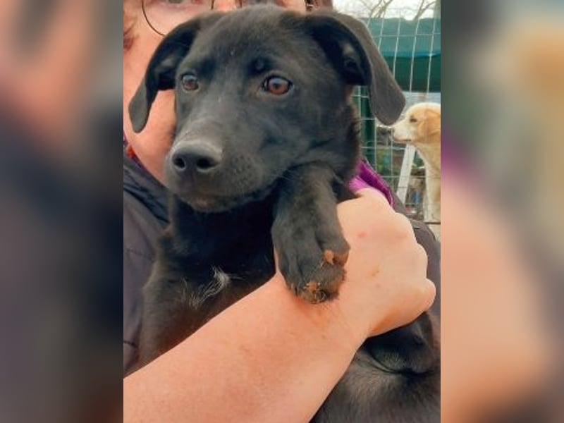 Eroica - ein Herz auf 4 Pfoten sucht ihre Familie Eroica - ein Herz auf 4 Pfoten sucht ihre Familie