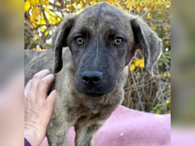 Enzo - kleiner Straßenjunge mit großem Herzen