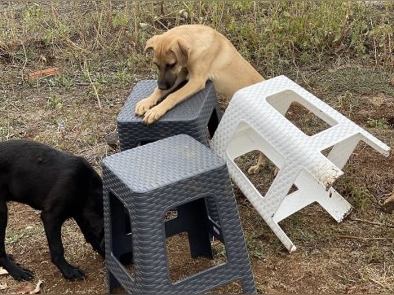 Erica - kleine Schmusebacke sucht Familienanschluss