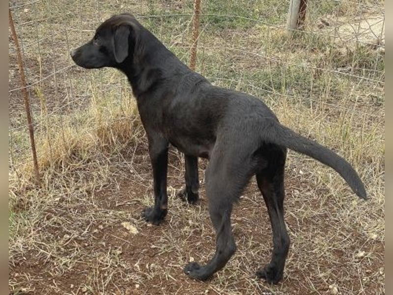 Eroica - ein Herz auf 4 Pfoten sucht ihre Familie Eroica - ein Herz auf 4 Pfoten sucht ihre Familie