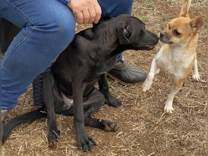 Eroica - ein Herz auf 4 Pfoten sucht ihre Familie Eroica - ein Herz auf 4 Pfoten sucht ihre Familie