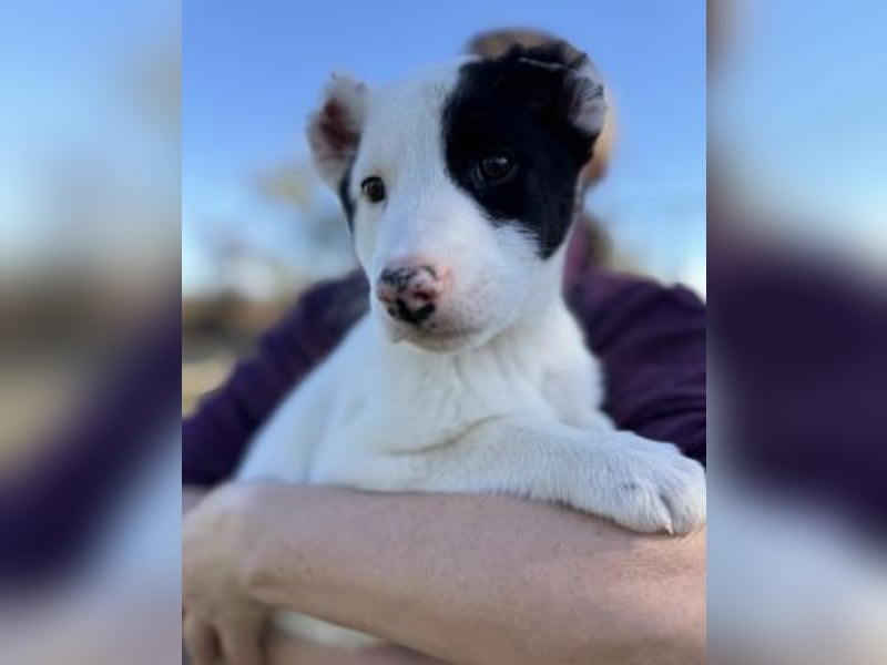 Scooby Doo - kleiner Kerl wird ein feiner grosser