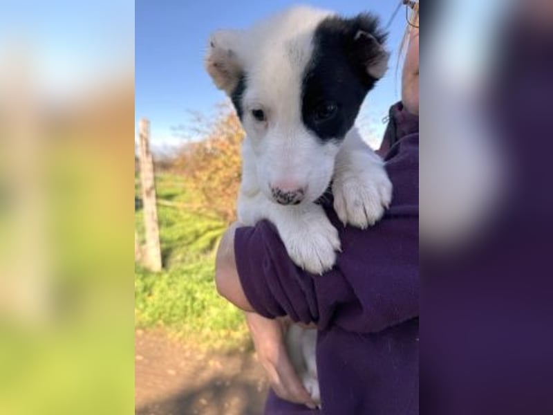 Scooby Doo - neugieriger Hundebub sucht liebevolles Zuhause