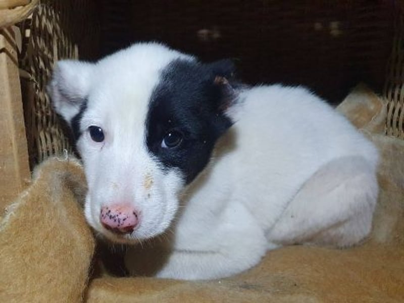 Scooby Doo - kleiner Kerl wird ein feiner grosser