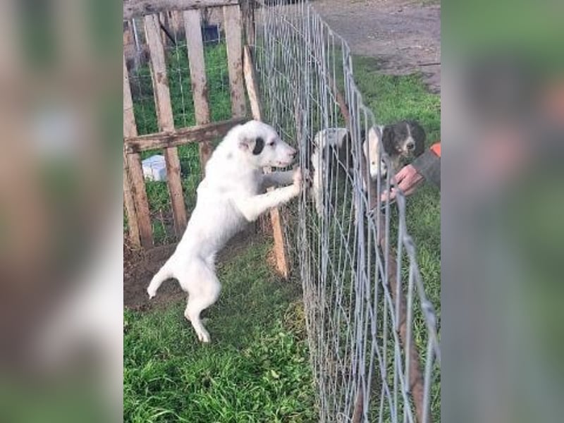 Scooby Doo - neugieriger Hundebub sucht liebevolles Zuhause