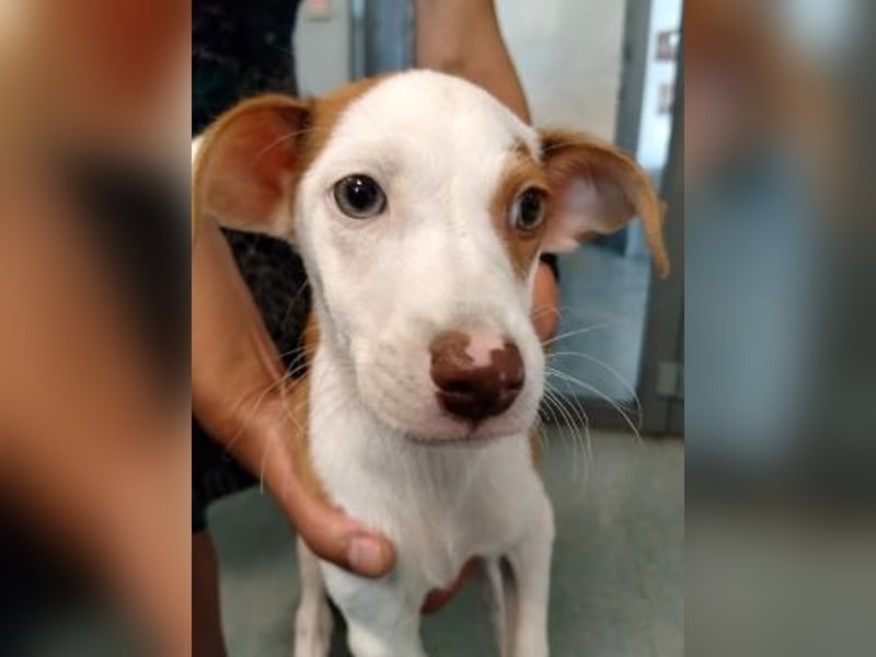 Romeo - ein Herz auf 4 Pfoten
