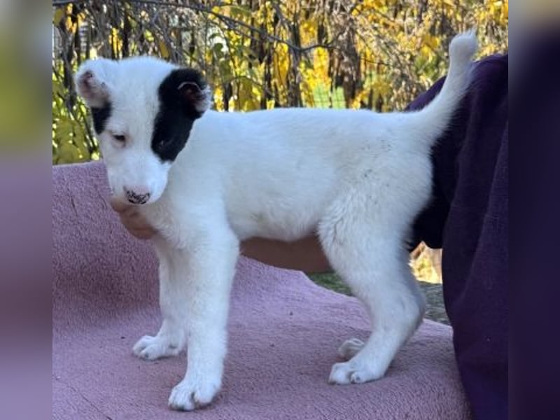 Scooby Doo - neugieriger Hundebub sucht liebevolles Zuhause