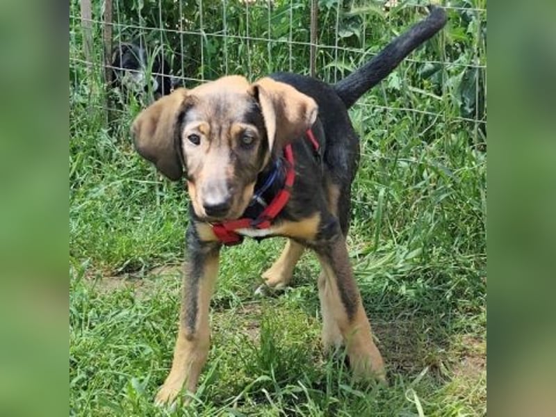 Romy - freundliches Bracken-Mix-Mädchen sucht ihre Familie