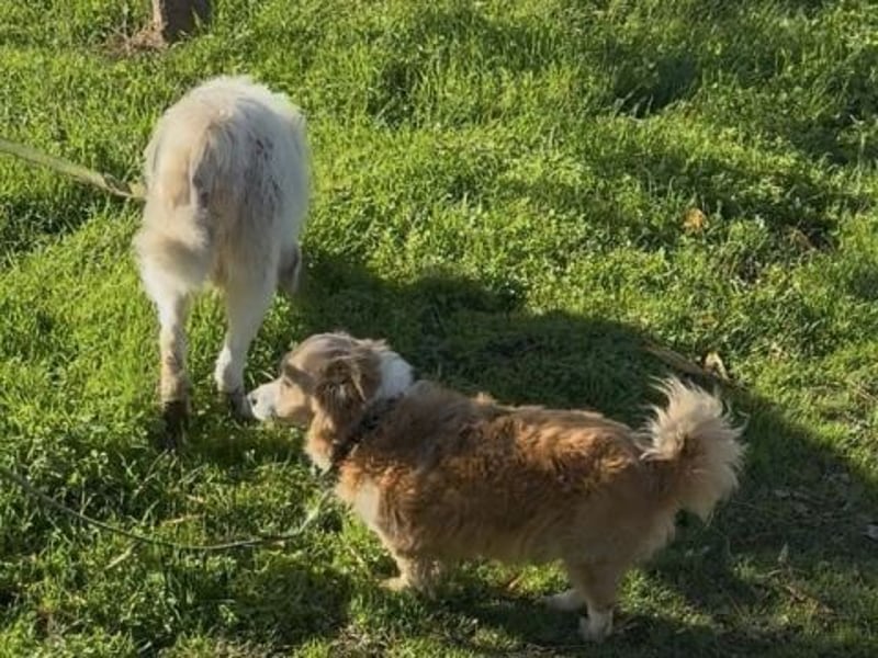 Dream Team Johnny und Max suchen gemeinsames Zuhause