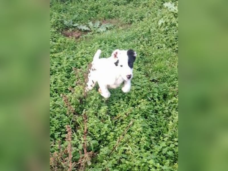 Scooby Doo - neugieriger Hundebub sucht liebevolles Zuhause