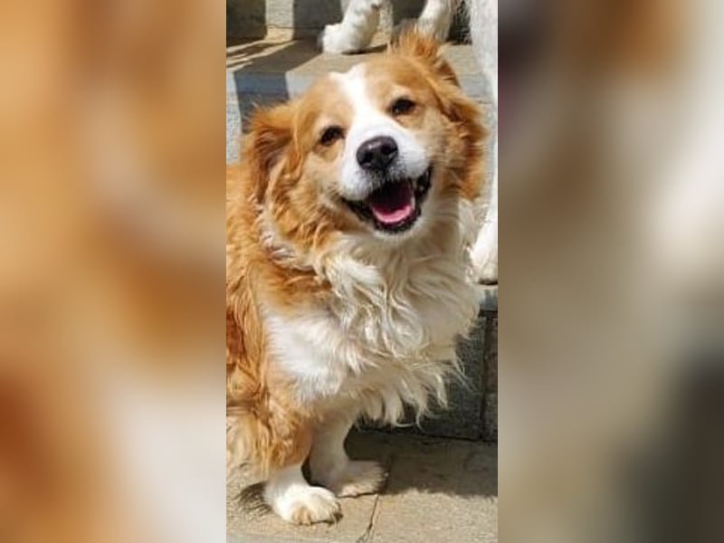 Dream Team Johnny und Max suchen gemeinsames Zuhause