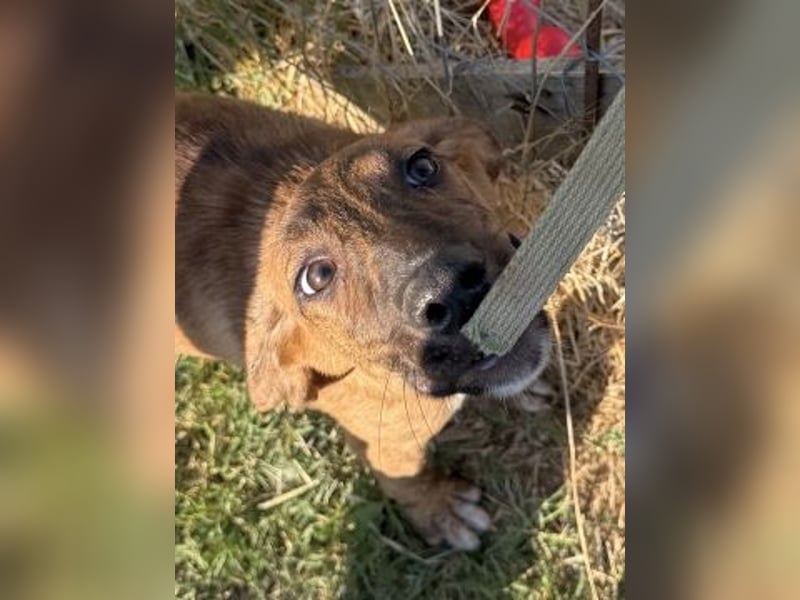 Bazil - kleiner Hundemann auf der Suche nach dem Glück