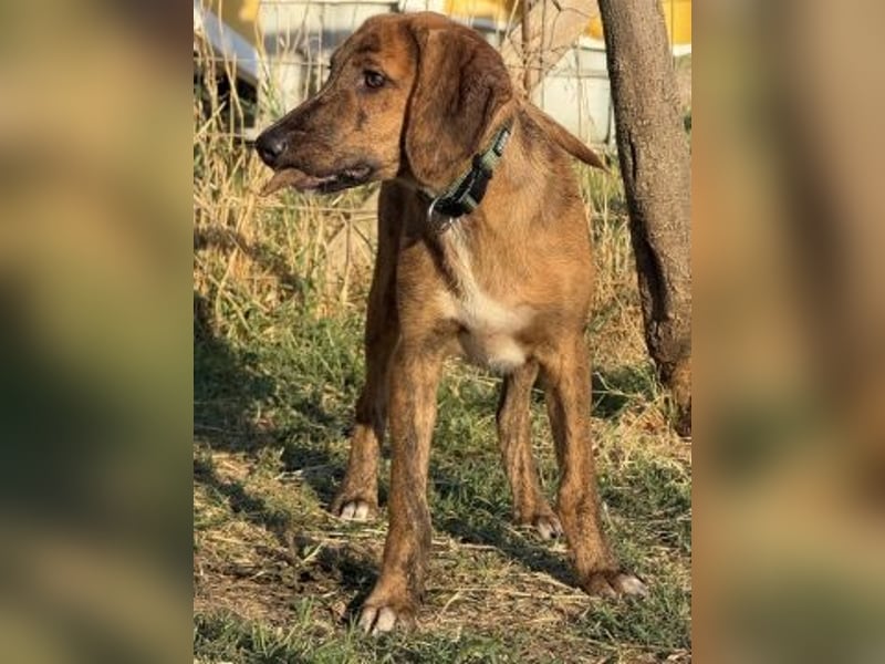 Bazil - kleiner Hundemann auf der Suche nach dem Glück