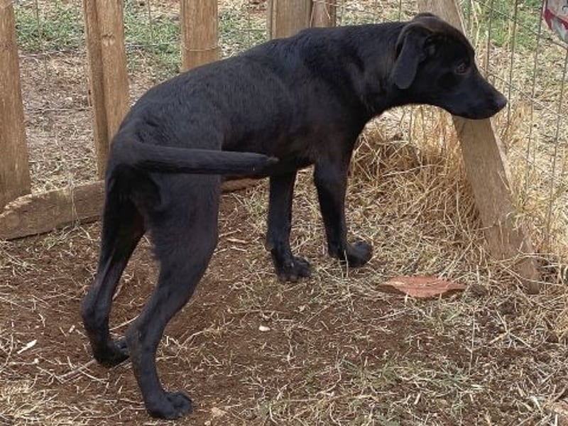Eroica - ein Herz auf 4 Pfoten sucht ihre Familie Eroica - ein Herz auf 4 Pfoten sucht ihre Familie