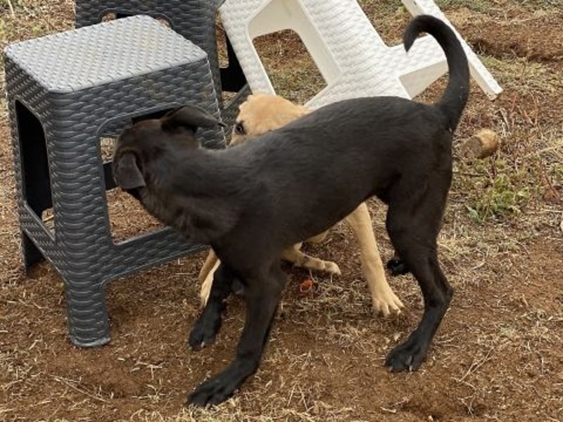 Eroica - ein Herz auf 4 Pfoten sucht ihre Familie Eroica - ein Herz auf 4 Pfoten sucht ihre Familie