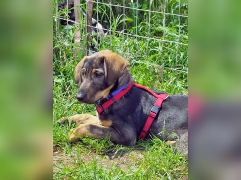 Romy - freundliches Bracken-Mix-Mädchen sucht ihre Familie