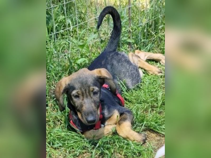 Romy - freundliches Bracken-Mix-Mädchen sucht ihre Familie