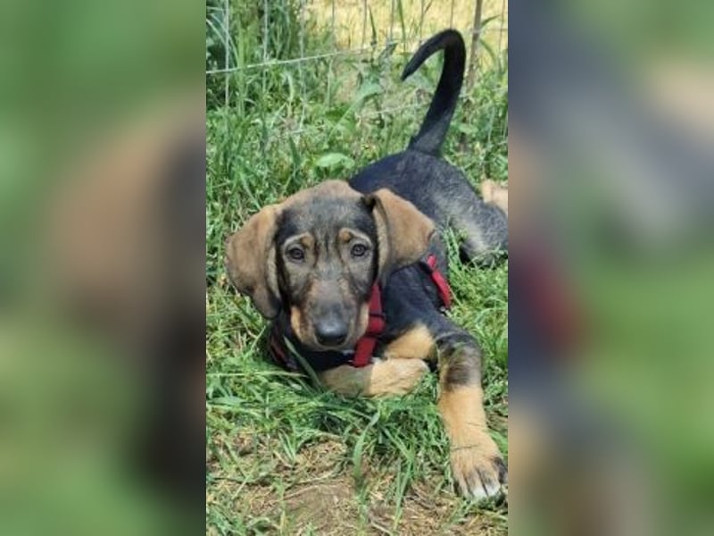 Romy - freundliches Bracken-Mix-Mädchen sucht ihre Familie